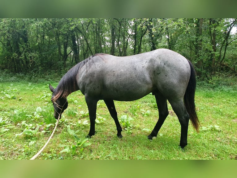 Quarter horse américain Hongre 2 Ans 154 cm Rouan Bleu in Zerbst