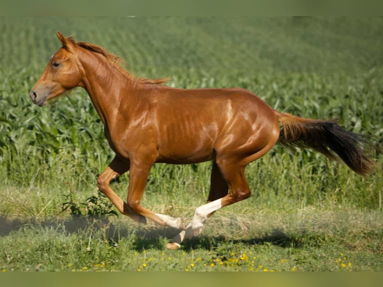 Quarter horse américain Hongre 2 Ans 155 cm Alezan in Igling