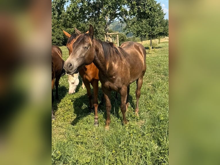 Quarter horse américain Croisé Hongre 2 Ans 155 cm  in Daleiden