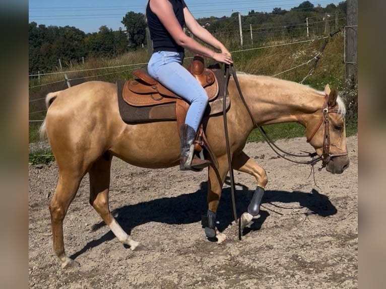 Quarter horse américain Hongre 2 Ans 155 cm Palomino in Wasserburg am Inn