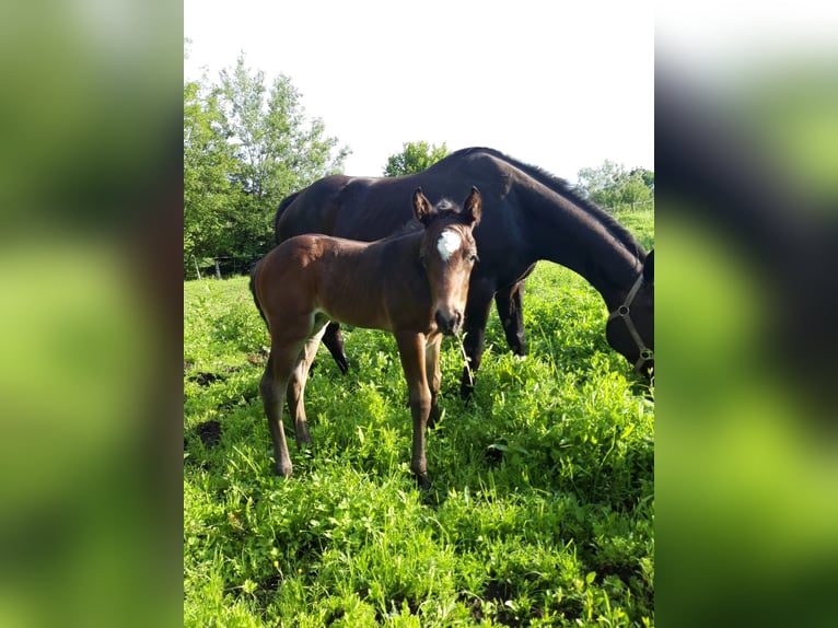 Quarter horse américain Croisé Hongre 2 Ans 157 cm Bai brun foncé in Pfronten
