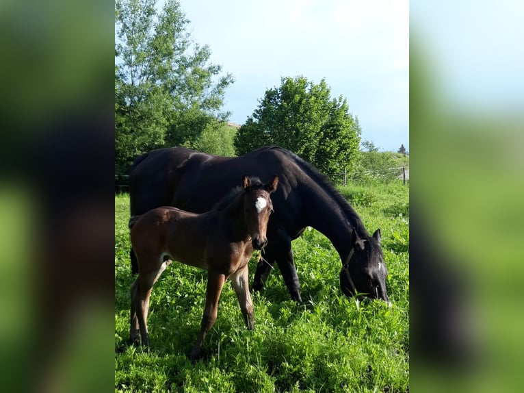 Quarter horse américain Croisé Hongre 2 Ans 157 cm Bai brun foncé in Pfronten