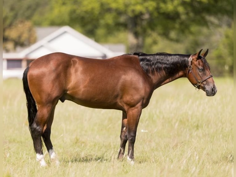 Quarter horse américain Hongre 2 Ans 157 cm Bai cerise in Marietta, OK
