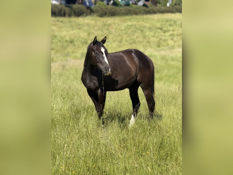 Quarter horse américain Hongre 2 Ans 157 cm Noir in Iggingen