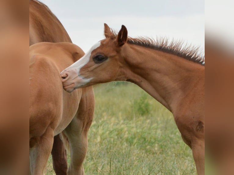 Quarter horse américain Hongre 2 Ans 158 cm Alezan cuivré in Cambridgeshire