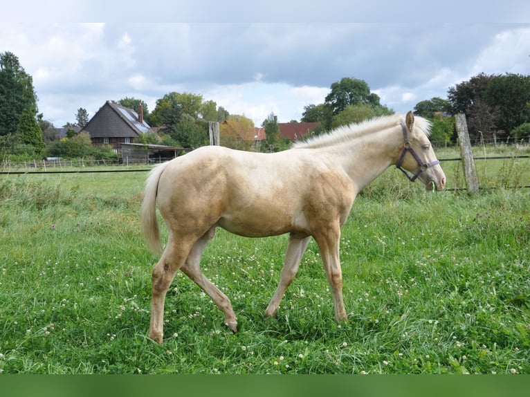 Quarter horse américain Hongre 2 Ans 158 cm Champagne in Bückeburg Evesen