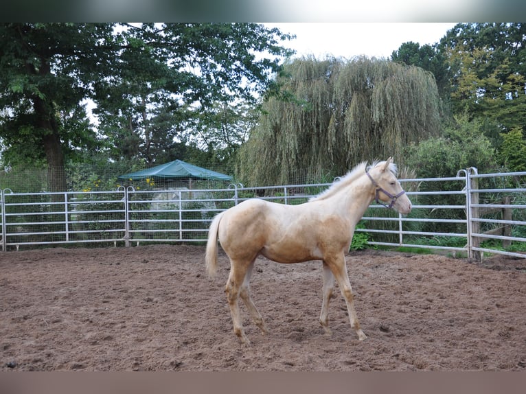 Quarter horse américain Hongre 2 Ans 158 cm Champagne in Bückeburg Evesen