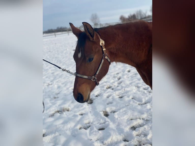 Quarter horse américain Hongre 2 Ans 160 cm Bai in Scheeßel