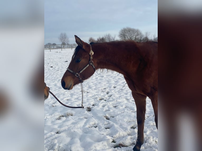 Quarter horse américain Hongre 2 Ans 160 cm Bai in Scheeßel