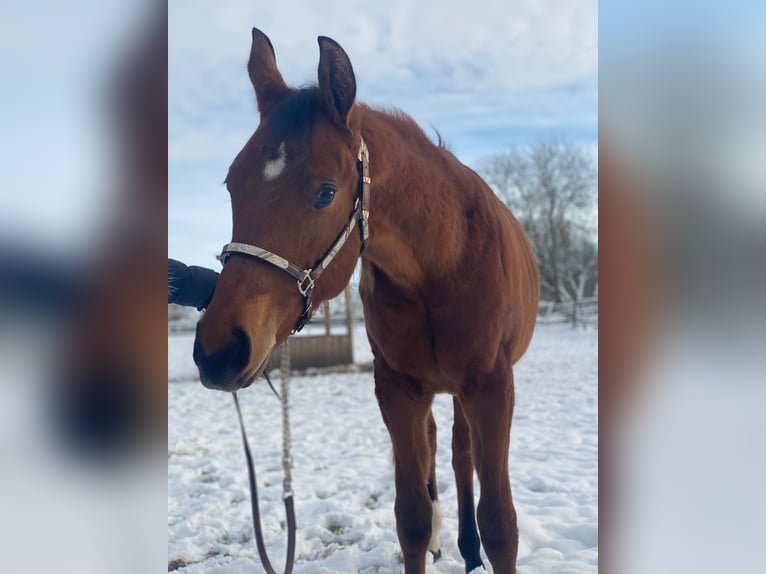 Quarter horse américain Hongre 2 Ans 160 cm Bai in Scheeßel