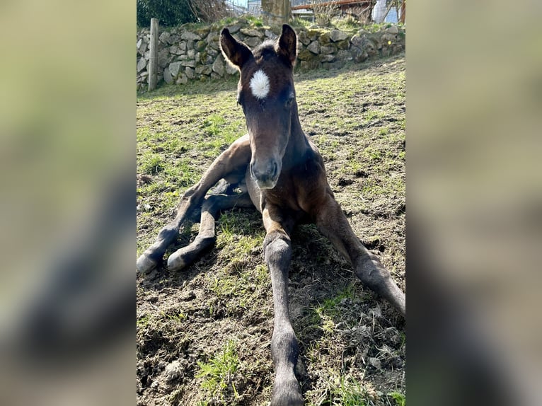 Quarter horse américain Hongre 2 Ans 160 cm Gris in Altenberg