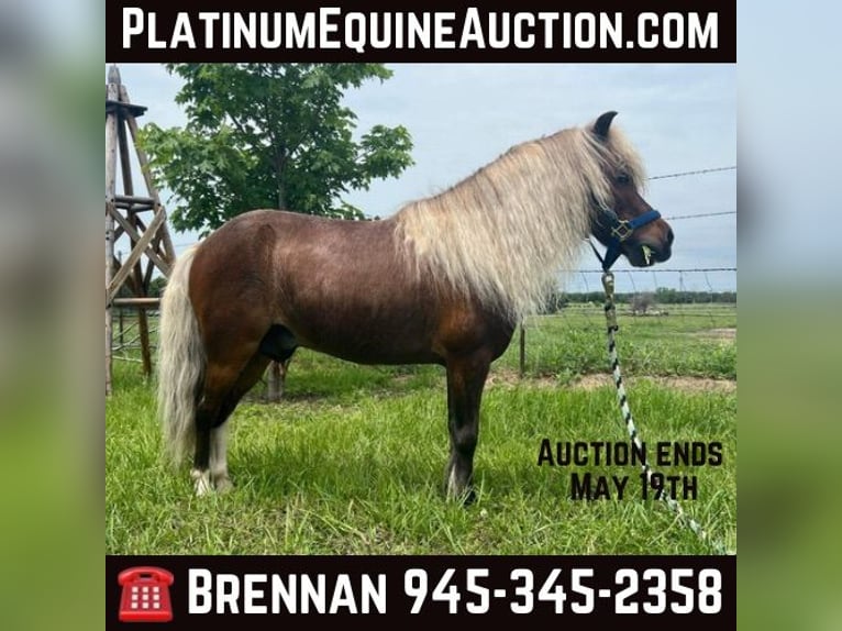 Quarter horse américain Hongre 2 Ans 91 cm Rouan Rouge in Fairfield TX