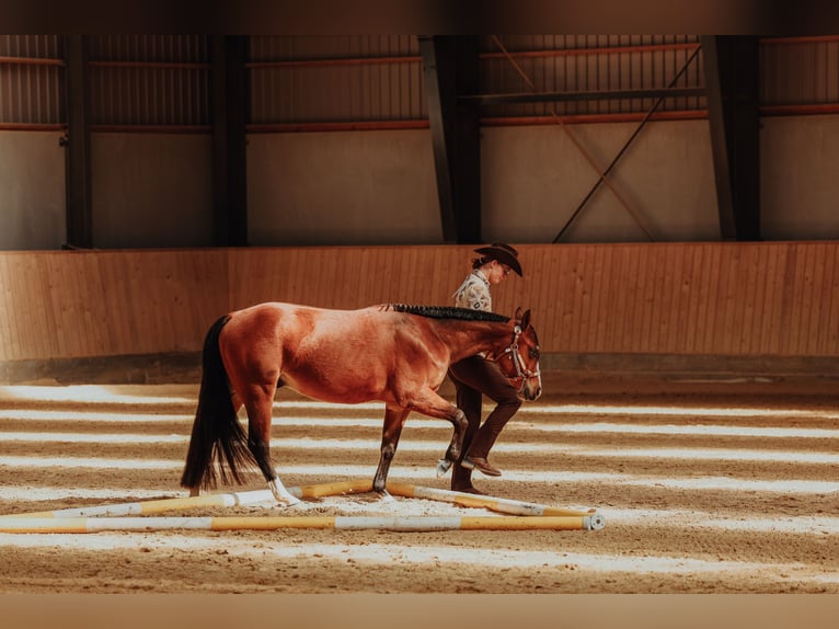 Quarter horse américain Hongre 2 Ans Bai cerise in Roskilde