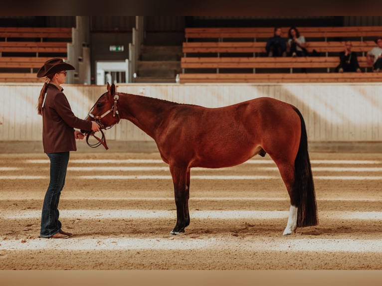 Quarter horse américain Hongre 2 Ans Bai cerise in Roskilde
