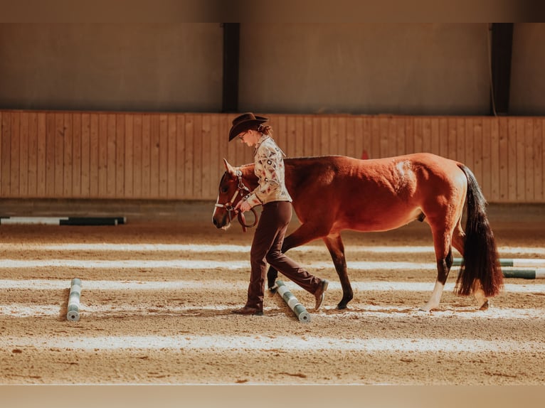 Quarter horse américain Hongre 2 Ans Bai cerise in Roskilde