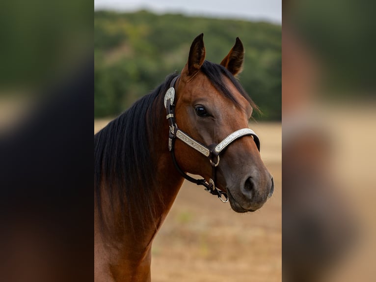 Quarter horse américain Hongre 2 Ans Bai cerise in Csókakő