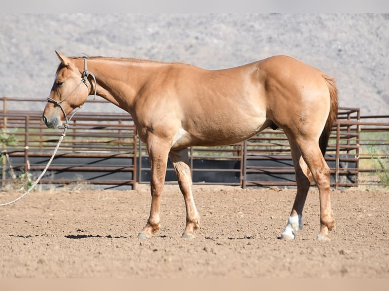 Quarter horse américain Hongre 2 Ans Isabelle in Congress