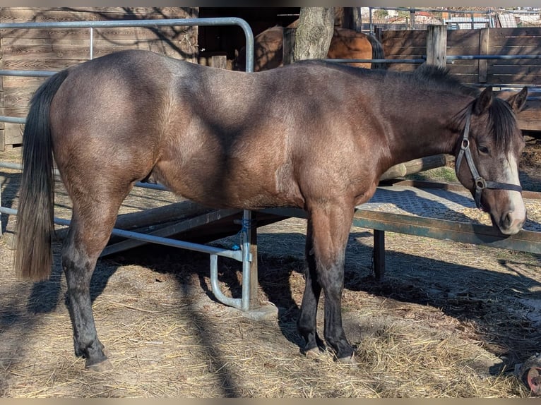 Quarter horse américain Hongre 2 Ans Roan-Bay in Traona