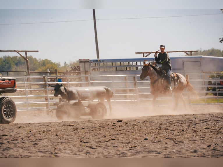 Quarter horse américain Hongre 2 Ans Rouan Rouge in Saint Anthony