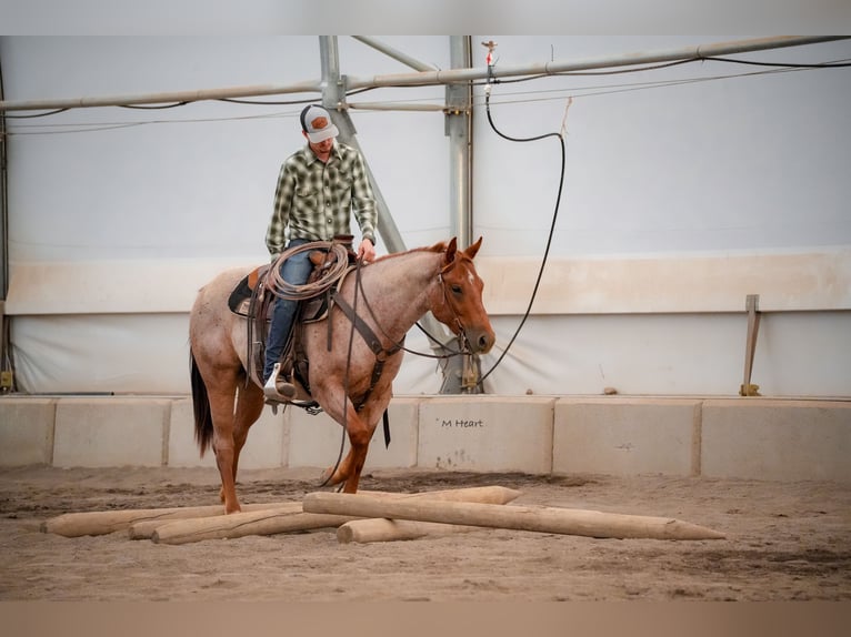 Quarter horse américain Hongre 2 Ans Rouan Rouge in Saint Anthony