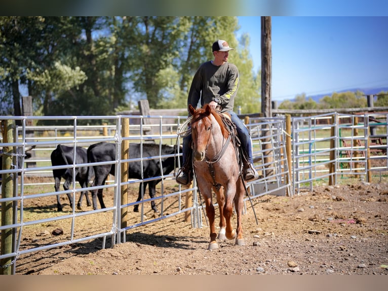 Quarter horse américain Hongre 2 Ans Rouan Rouge in Saint Anthony