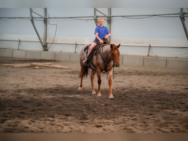 Quarter horse américain Hongre 2 Ans Rouan Rouge in Saint Anthony