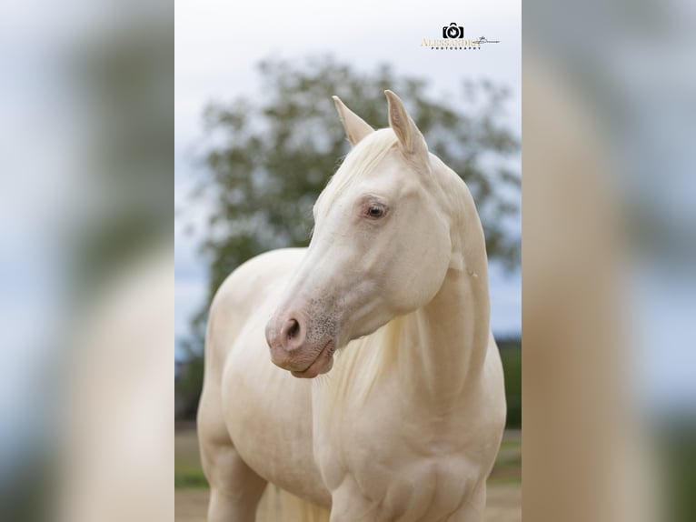 Quarter horse américain Hongre 3 Ans 139 cm in Au in der Hallertau