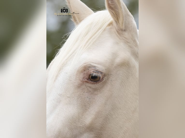 Quarter horse américain Hongre 3 Ans 139 cm in Au in der Hallertau