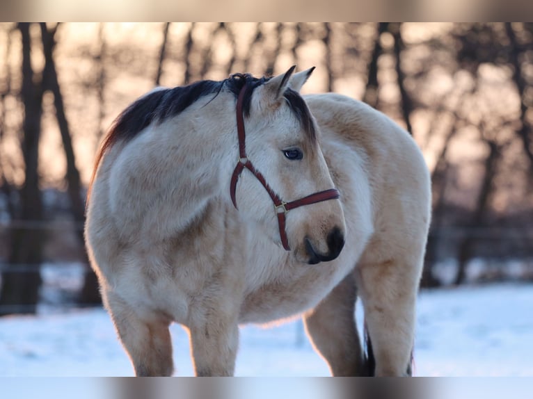 Quarter horse américain Hongre 3 Ans 140 cm Buckskin in Zernitz Lohm