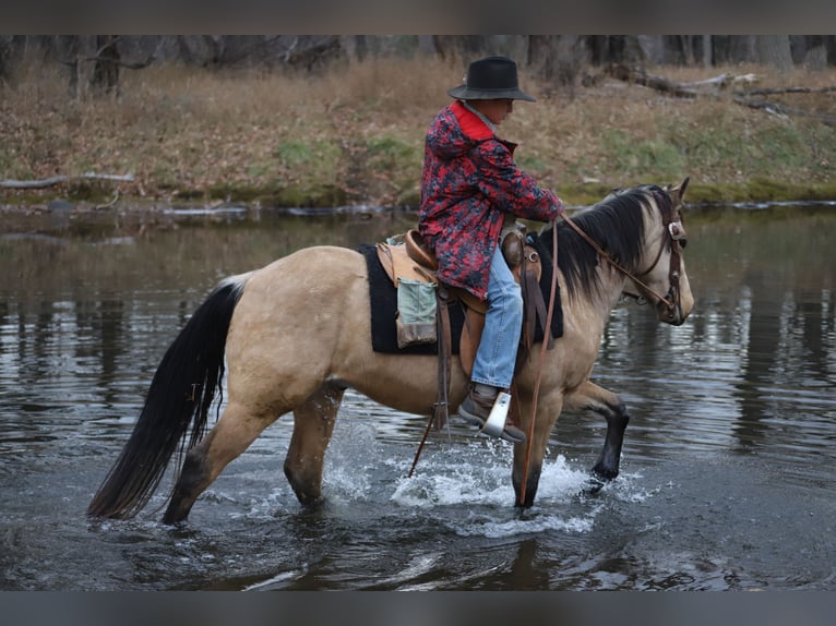 Quarter horse américain Hongre 3 Ans 142 cm Buckskin in Nunn