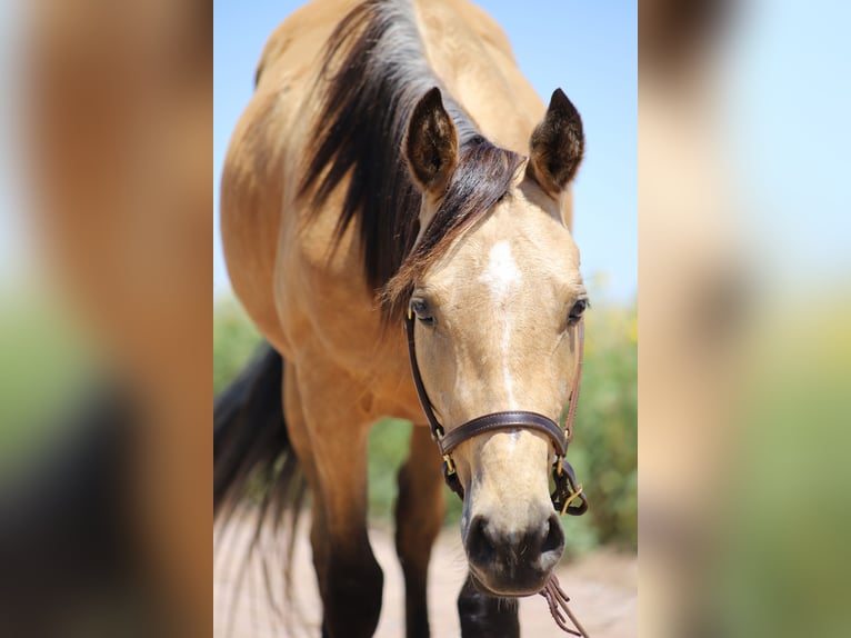 Quarter horse américain Hongre 3 Ans 142 cm Buckskin in Nunn