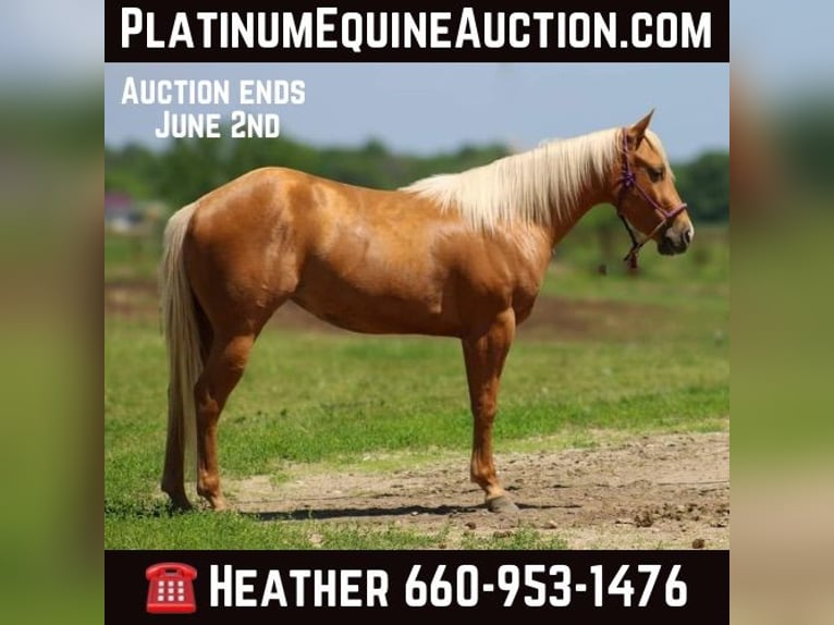 Quarter horse américain Hongre 3 Ans 142 cm Palomino in Bolivar, MO