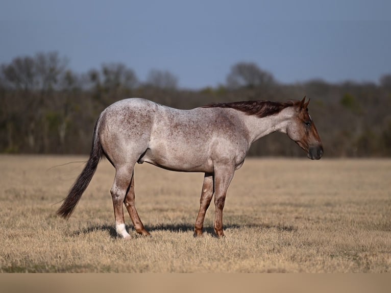 Quarter horse américain Hongre 3 Ans 142 cm Rouan Rouge in Waco