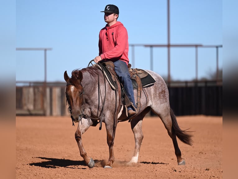 Quarter horse américain Hongre 3 Ans 142 cm Rouan Rouge in Waco