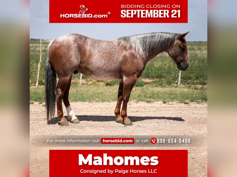 Quarter horse américain Hongre 3 Ans 142 cm Rouan Rouge in Amarillo