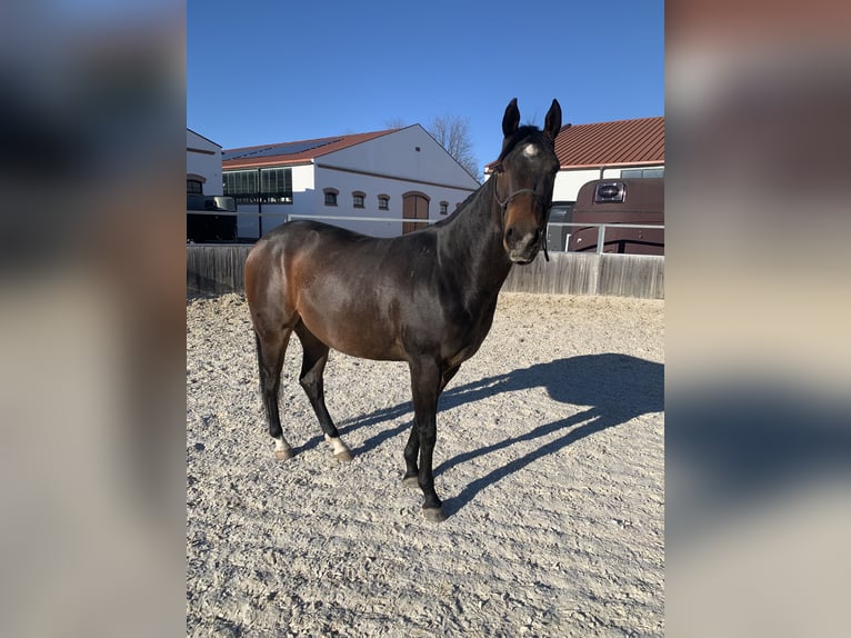Quarter horse américain Hongre 3 Ans 144 cm Bai in Eisenstadt