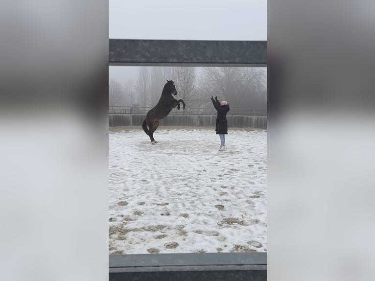 Quarter horse américain Hongre 3 Ans 144 cm Bai in Eisenstadt