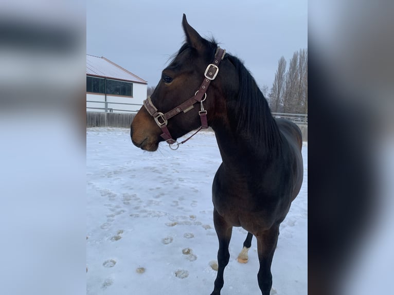 Quarter horse américain Hongre 3 Ans 144 cm Bai in Eisenstadt