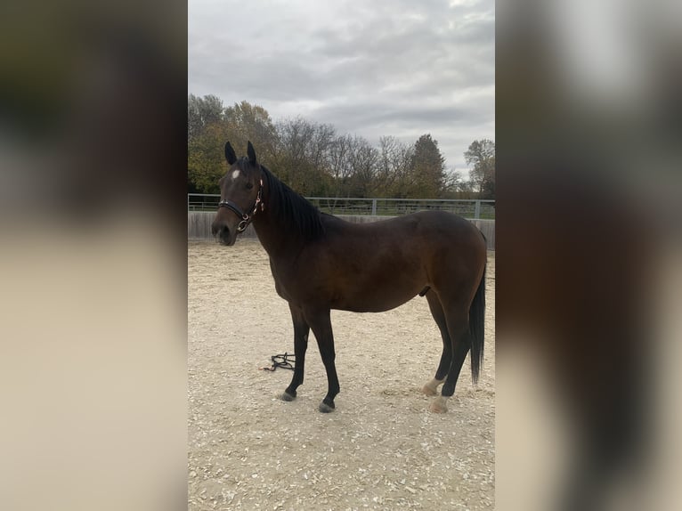 Quarter horse américain Hongre 3 Ans 144 cm Bai in Eisenstadt