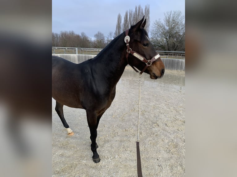 Quarter horse américain Hongre 3 Ans 144 cm Bai in Eisenstadt