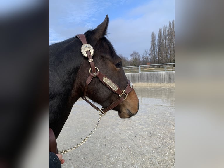 Quarter horse américain Hongre 3 Ans 144 cm Bai in Eisenstadt