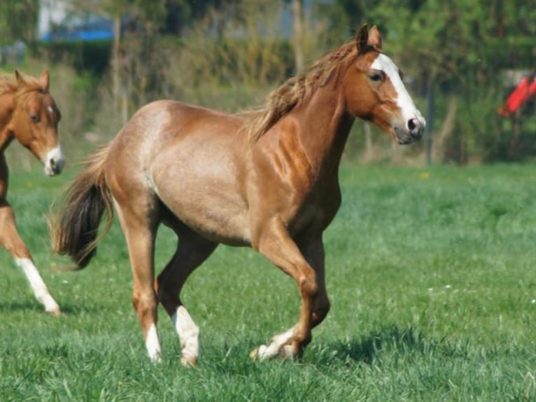 Quarter horse américain Hongre 3 Ans 145 cm Alezan in Linsburg