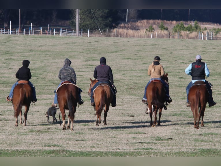 Quarter horse américain Hongre 3 Ans 145 cm Alezan dun in Carthage, TX