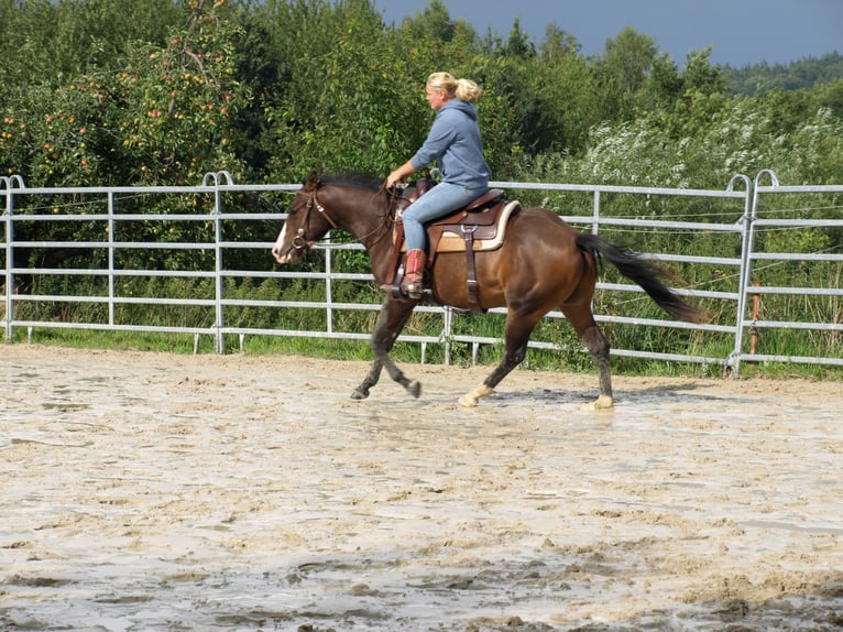 Quarter horse américain Hongre 3 Ans 145 cm  in Rödinghausen