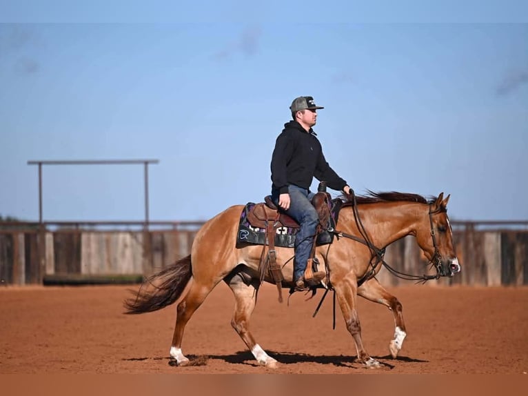 Quarter horse américain Hongre 3 Ans 145 cm Isabelle in Waco
