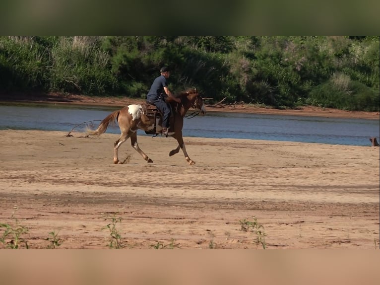 Quarter horse américain Croisé Hongre 3 Ans 145 cm Tobiano-toutes couleurs in Perkins
