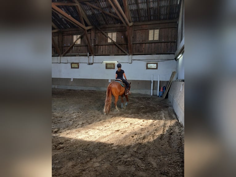 Quarter horse américain Hongre 3 Ans 146 cm Alezan in Wasserburg am Inn