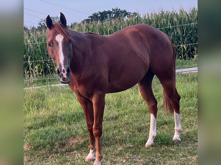 Quarter horse américain Hongre 3 Ans 147 cm Alezan brûlé in Wasserburg am Inn