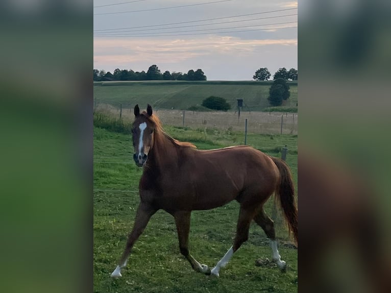 Quarter horse américain Hongre 3 Ans 147 cm Alezan brûlé in Wasserburg am Inn