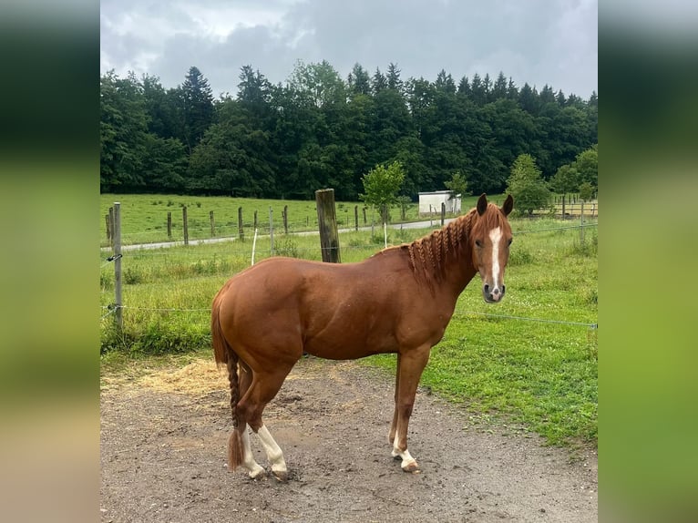 Quarter horse américain Hongre 3 Ans 147 cm Alezan in Wasserburg am Inn
